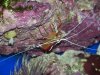 NEW_SHRIMP.jpg