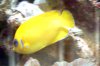 Lemon2.jpg