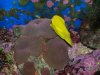 Yellow_Tang.jpg
