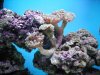 Aquarium2_052.jpg