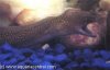 fwmoray3.jpg