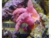 pink_colt_coral.JPG