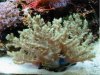 tree_coral.JPG
