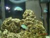 Green_Chromis.JPG