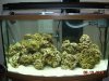 Poppys_reef.JPG