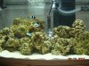 Poppys_reef1.JPG