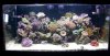reef-shots-208a.jpg