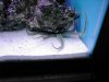 Aquarium2_054.jpg