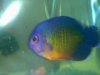 coral_beauty_angelfish.jpg