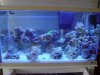 Rocks_Actinic.jpg