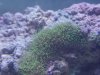 Polyps.jpg