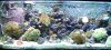 Tank060904_web.JPG