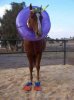 Sea_Horse.jpg