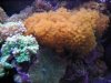 polyp.jpg