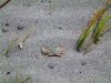 Little_Crab.jpg