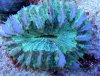 Scolymia_Green.jpg