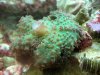 buttoncoral.jpg