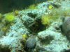 yellowpolyp.jpg