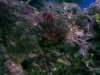 redalgea.jpg