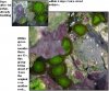 polyp_development.JPG