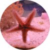 starfish_cutout.jpg