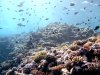 reefscape7.jpg