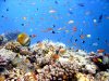 reefscape9.jpg