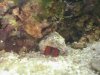 Red_Legged_Crabs.jpg