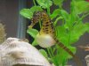 aNewTank_381.jpg