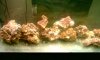 Reef1strock.JPG