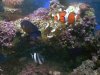 Three_Fish.jpg