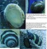 snails.JPG