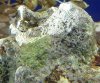 Coral_I_think.jpg