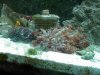 3_reedmycoral.jpg