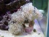 Euphyllia_Frogspawn.jpg
