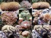 Feeding_Corals_800.jpg