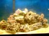 newreef1.JPG