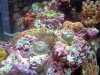 Lblenny_email.JPG