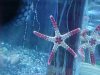 sea_star.JPG