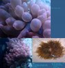 rose_anemone.JPG