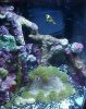 5gal.JPG