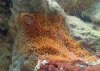 Orange_Stuff_2.jpg