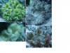 anemonesssss.jpg