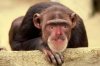 monkeyboy.jpg
