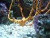 Scallop12.jpg