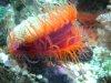 scallop13.jpg
