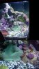 tankshrooms.JPG