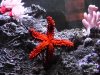 StarUnderside.JPG