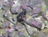 crab_id1.jpg