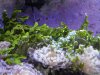 Green_Plants.jpg